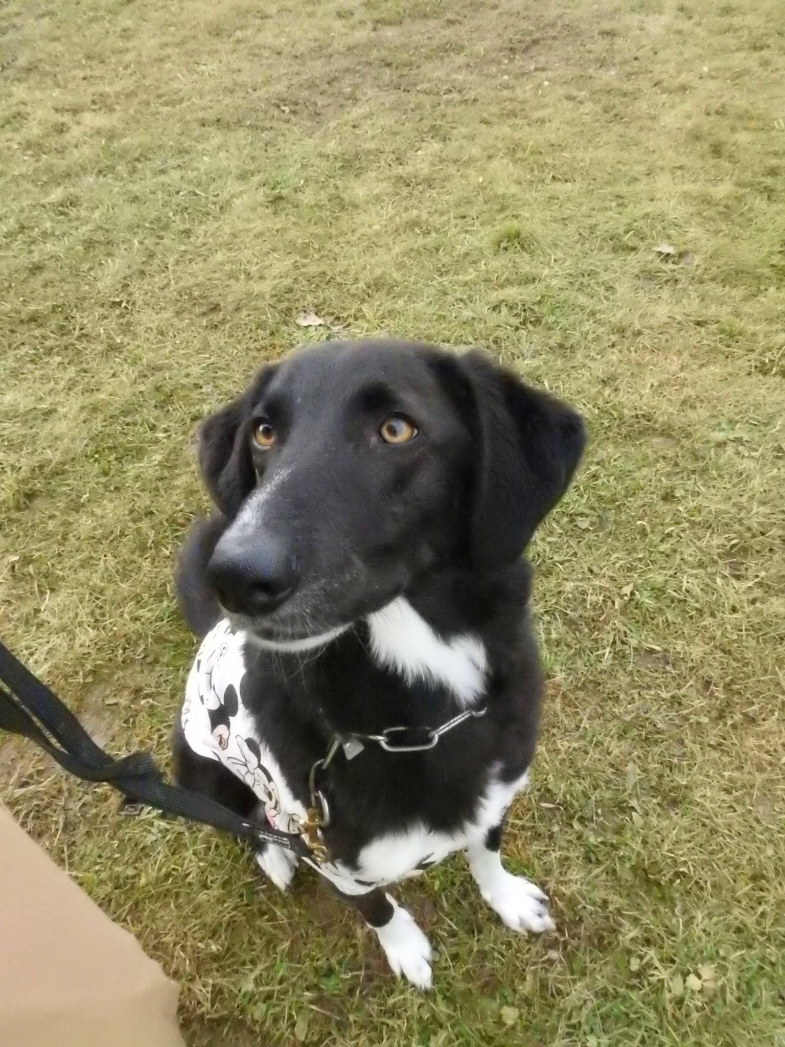 Vereinshund