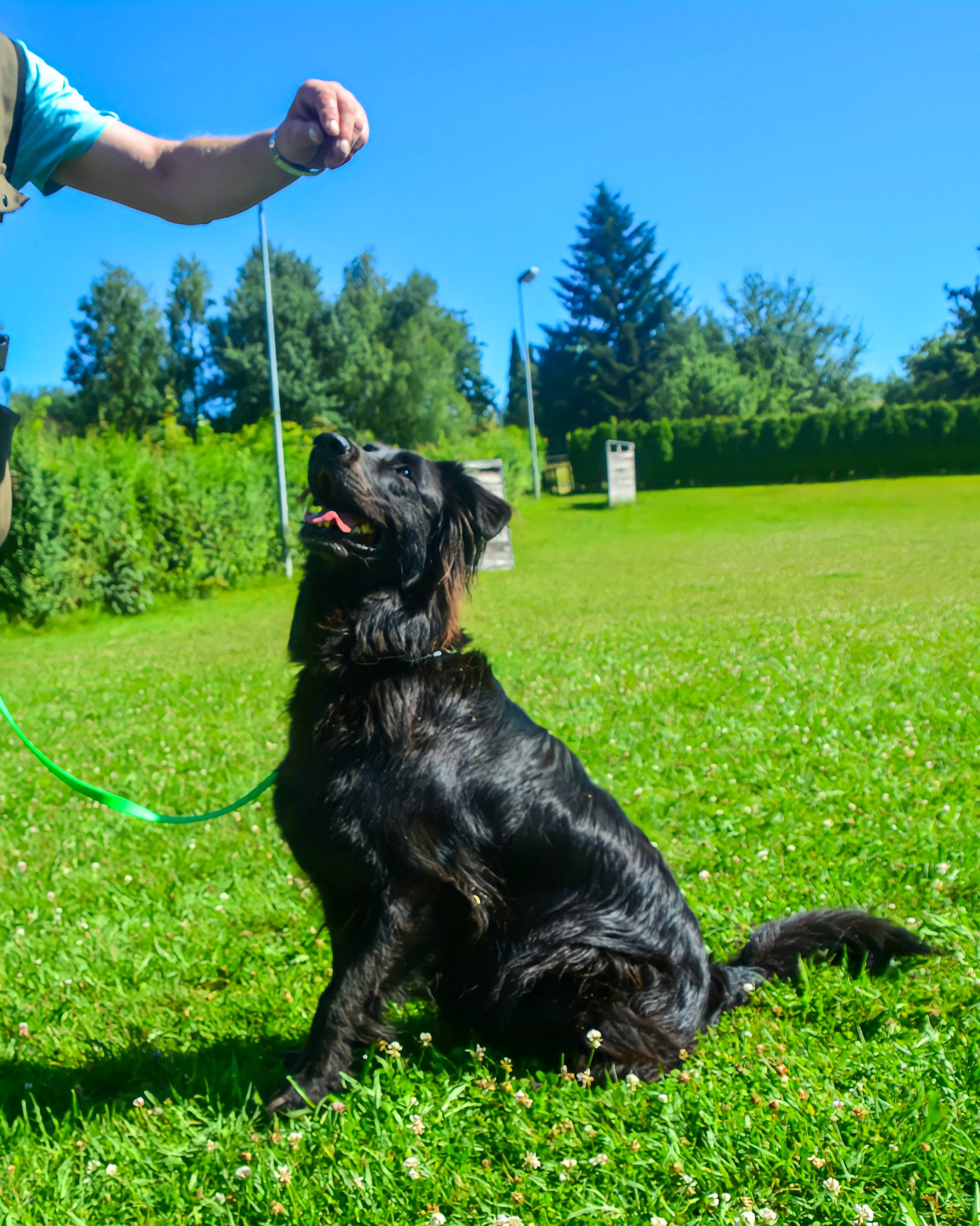 Vereinshund
