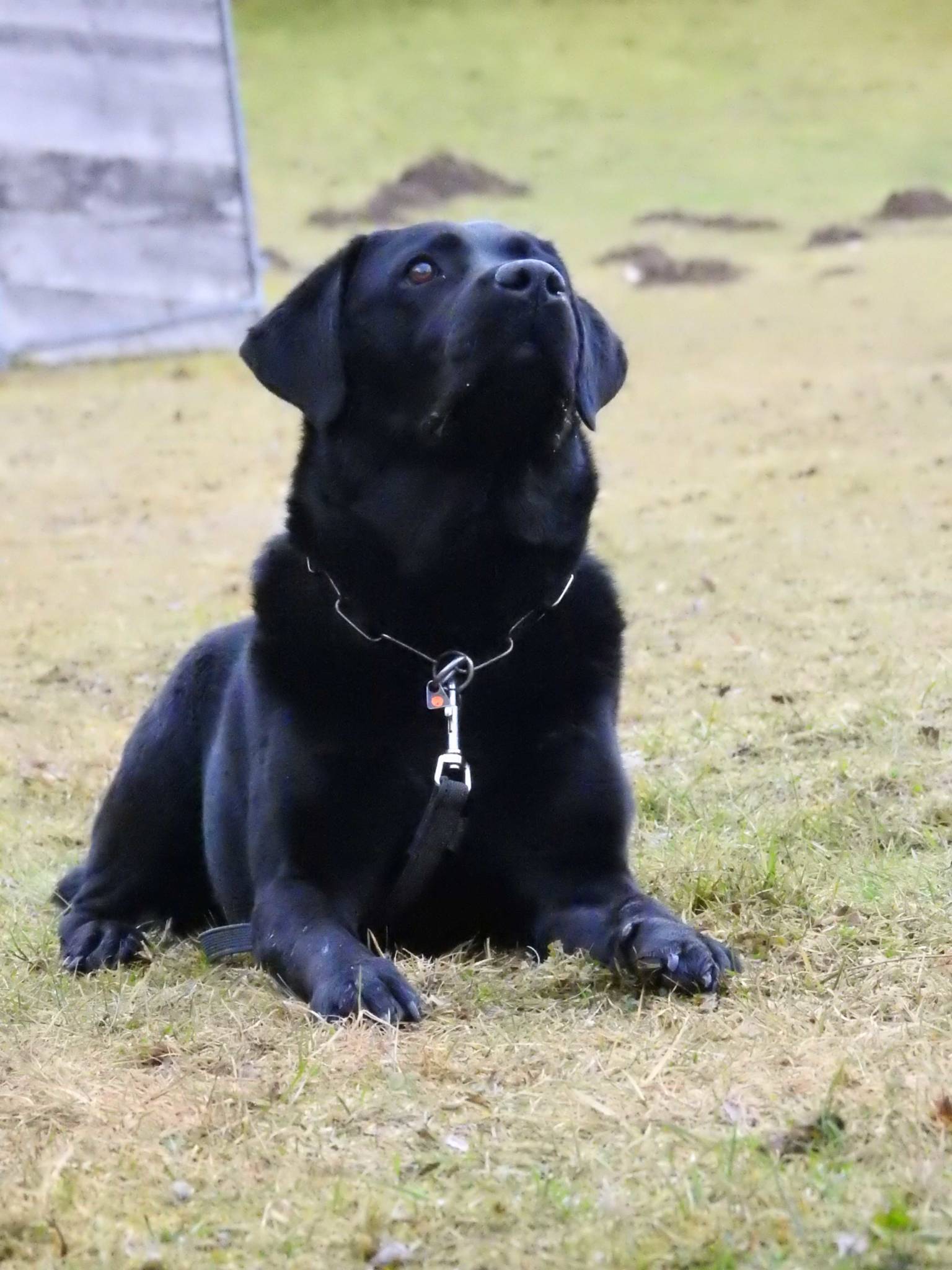 Vereinshund