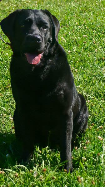 Vereinshund