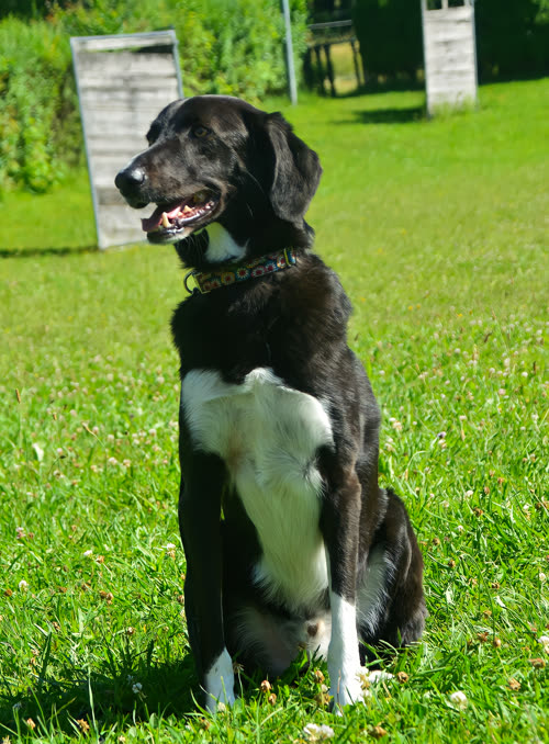 Merlin